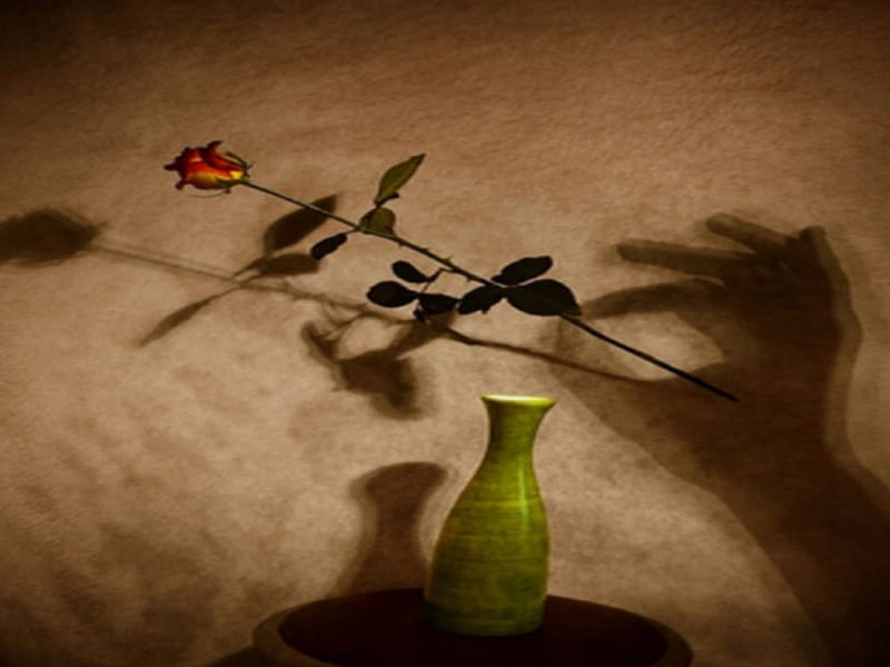 A STALK OF ROSE, vase, rose, stalk, HD wallpaper