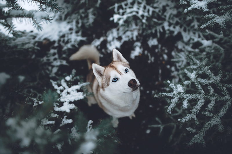Siberian Husky , siberian-husky, animals, dog, HD wallpaper