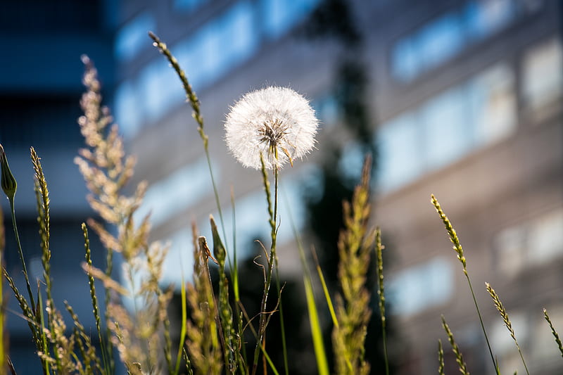 dandelion, macro, fluff, grass, HD wallpaper