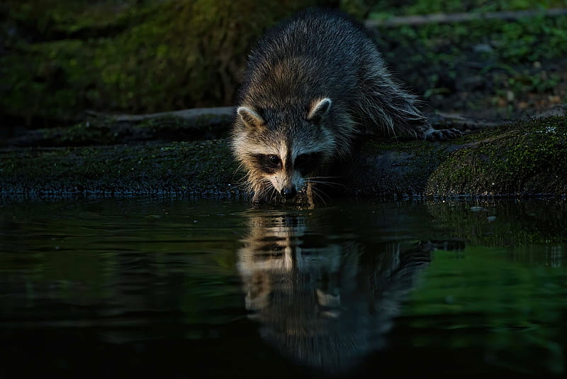 Animal, Raccoon, Reflection, Wildlife, HD wallpaper