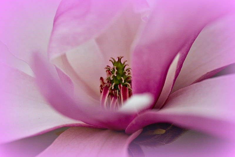 MAGNOLIA BUD CLOSE UP, magnolia, lovely, bonito, buds, close up, purple, macro, large, flowers, nature, HD wallpaper