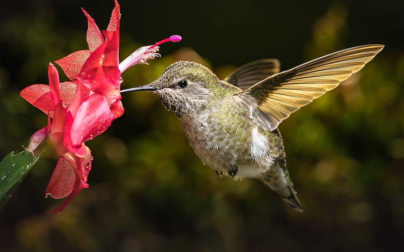 Humming-bird, cute, bird, green, pasare, flower, colibri, pink, HD wallpaper