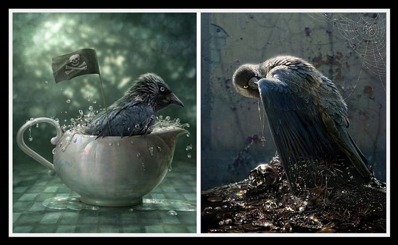 Jackdaws, wings, birds, bath, abstract, artwork, fantasy, robbers, thieves, cup, beak, feathers, HD wallpaper