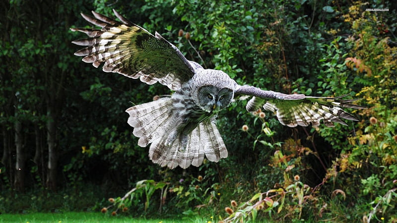 Owl in flight, Strigiformes, Solitary and nocturnal birds of prey, Binocular vision, Feathers adapted for silent flight, Binaural hearing, HD wallpaper