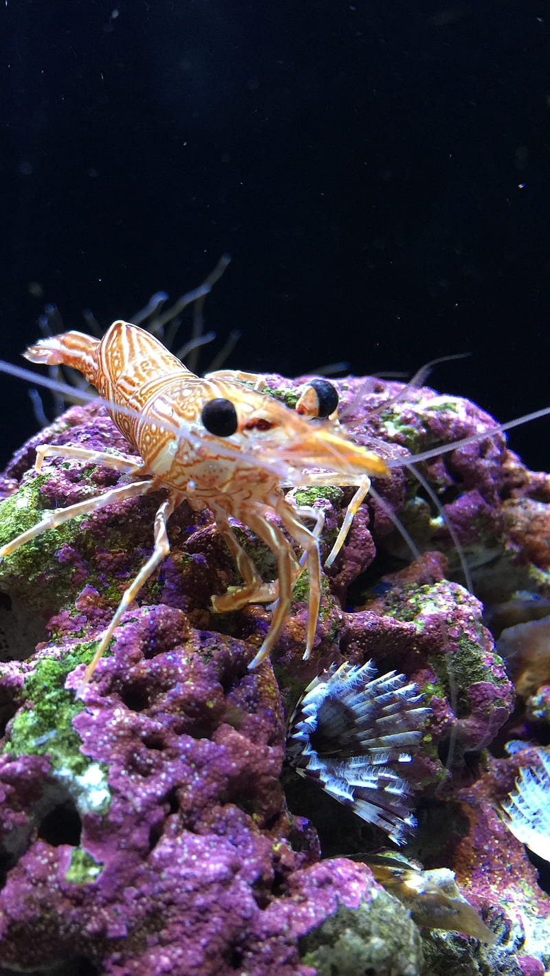 sea creature 4, shrimp, HD phone wallpaper