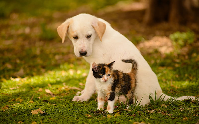 cute friends, labrador and kitten, puppy and kitten, cute animals, pets, dogs, cats, golden retriever, HD wallpaper