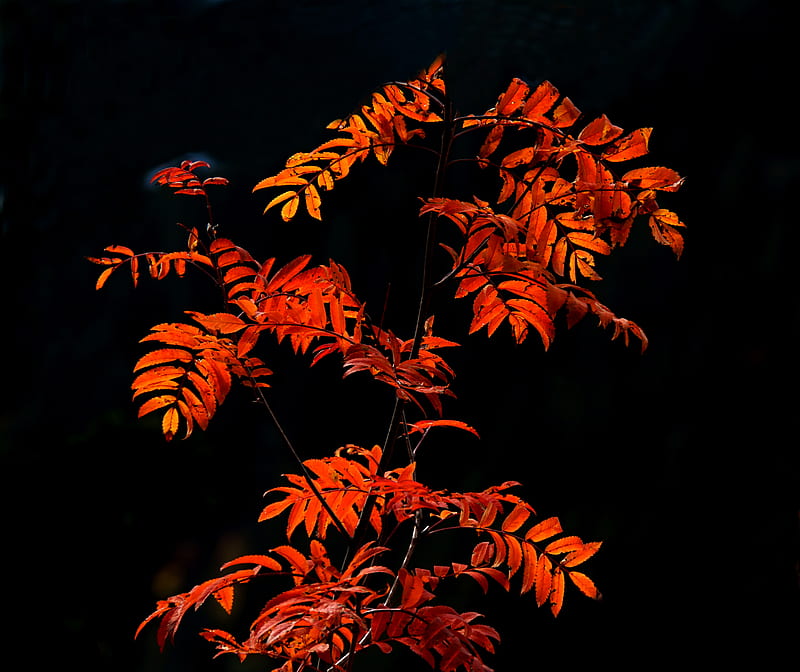 rowan, branches, leaves, red, macro, HD wallpaper