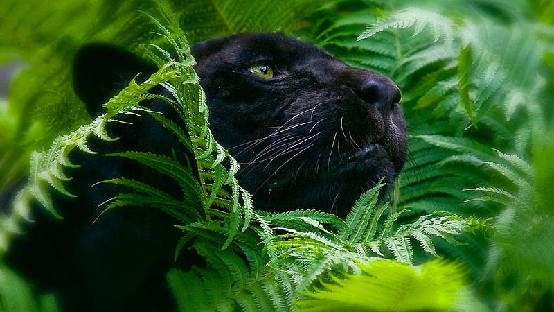 Panther Prowls, powerful, black, bonito, cat, HD wallpaper