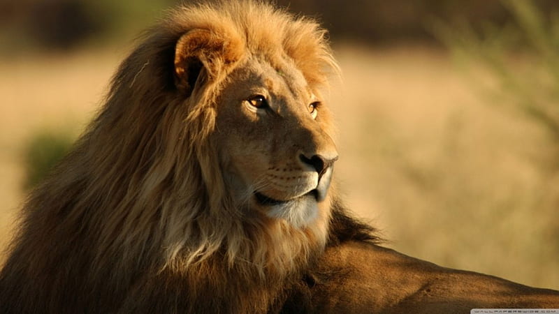 Gorgeous Lion, new, cats, animals, lions, HD wallpaper | Peakpx