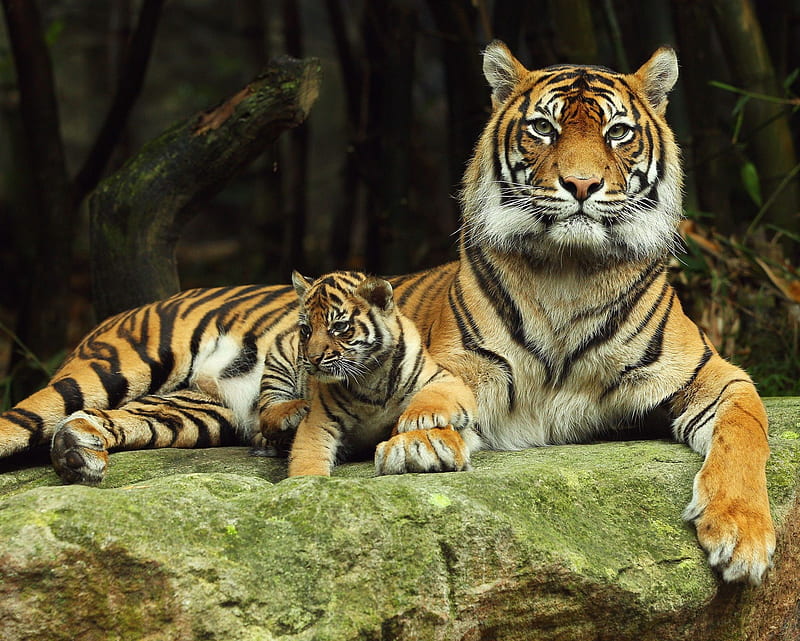 Tigers, baby tiger, jungle, tiger, wild animal, HD wallpaper | Peakpx