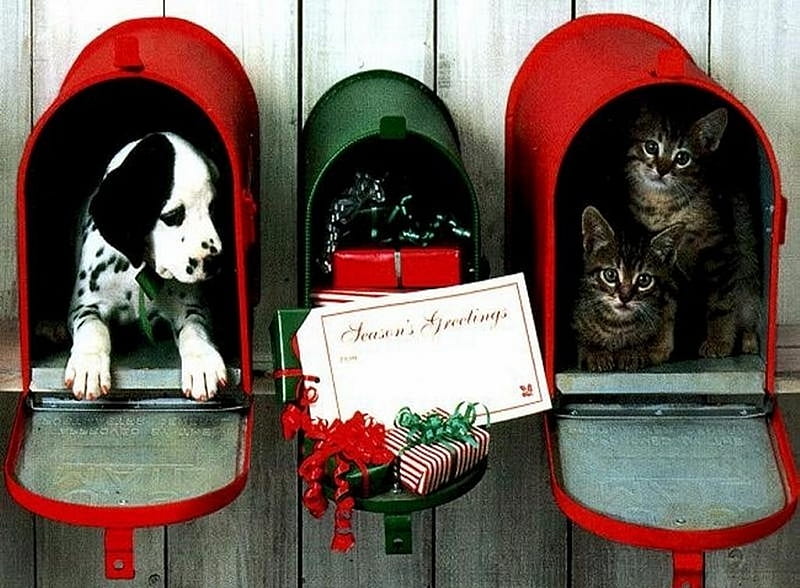 Christmas greetings, red, christmas, post, cat, dog, greetings, HD wallpaper