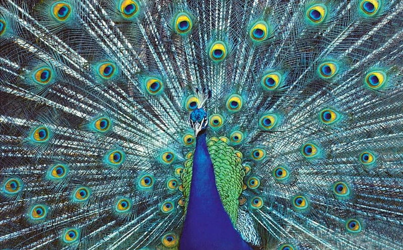 Awesome peacock, pretty, male, lovely, tail, peacock, bonito, animal, nice, bird, awesome, feathers, gorgeous, HD wallpaper