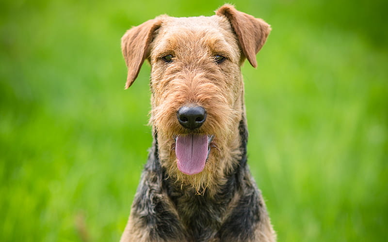 Airedale Terrier, muzzle, pets, dogs, cute dog, lawn, Airedale Terrier Dog, HD wallpaper