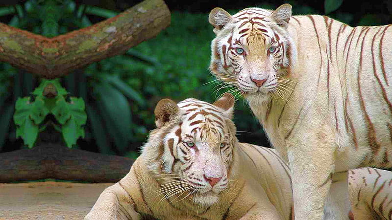 white bengal tigers, cool, HD wallpaper
