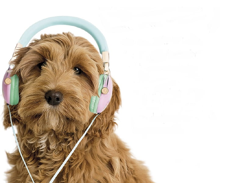 Puppy with headphones, cute, rachael hale, caine, headphones, dog, puppy, animal, HD wallpaper