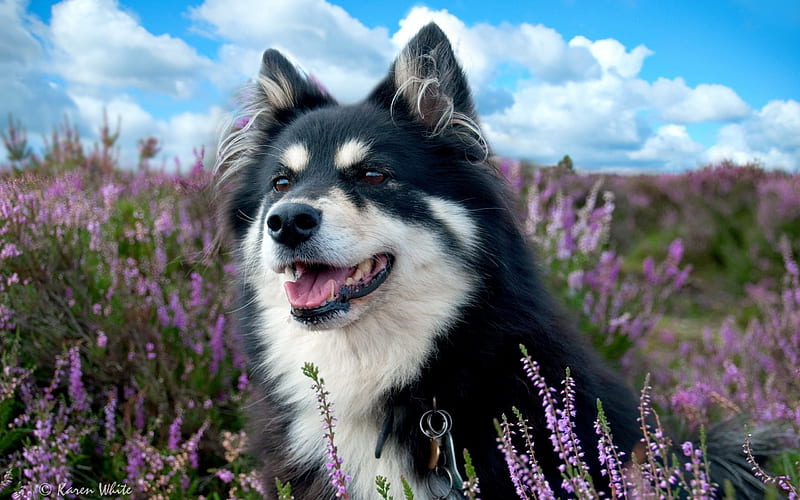 dog grass flowers-, HD wallpaper