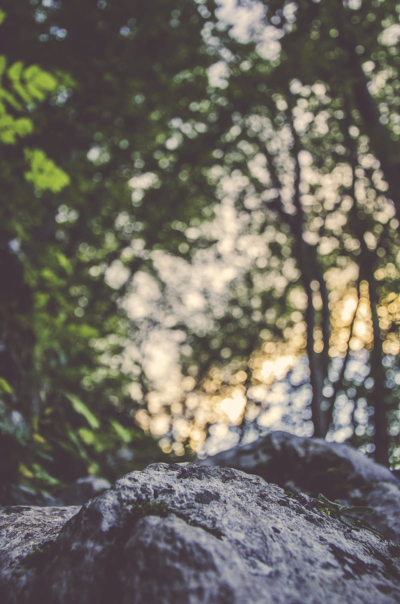 A large coarse rock under a canopy of trees against a bokeh background, HD phone wallpaper