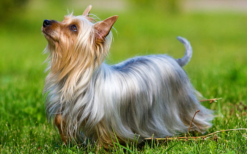 Australian Silky Terrier, Dog, pets, green grass, small dogs, HD wallpaper