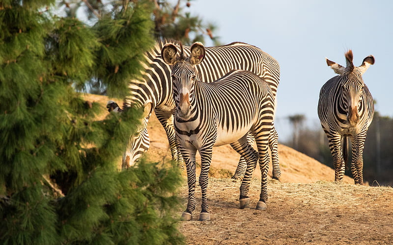 zebras, wildlife, evening, sunset, Africa, zebra, HD wallpaper