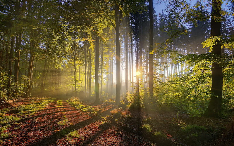 forest, trees, sunrays, r, green, relaxing, Nature, HD wallpaper