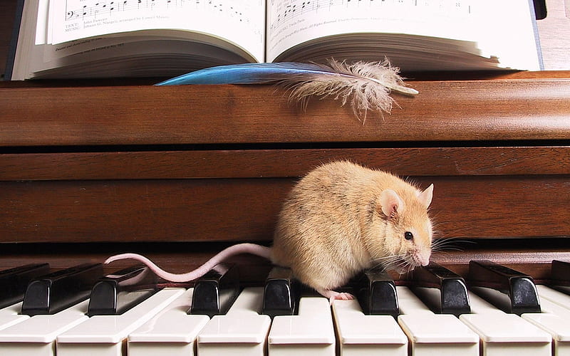 piano, notes, mouse, HD wallpaper
