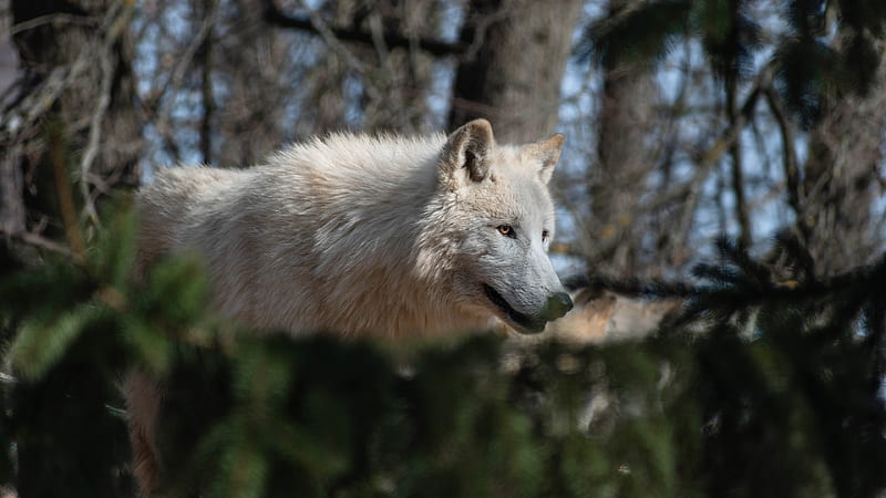 Animal, Arctic Wolf, White Wolf, Wildlife, Wolf, HD wallpaper