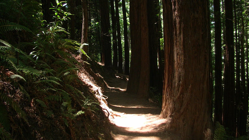 Pathway Muir Woods, forest, muir woods, rise of the planet of the apes, redwoods, HD wallpaper