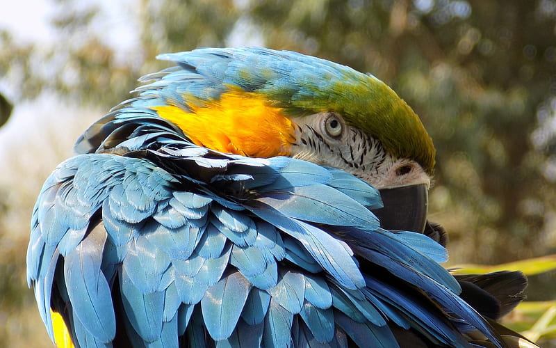Blue-yellow macaw, beautiful parrot, macaw, tropical birds, parrots, HD wallpaper