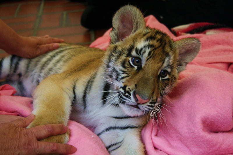 Tiger cub, tigers, baby tiger, big cats, HD wallpaper