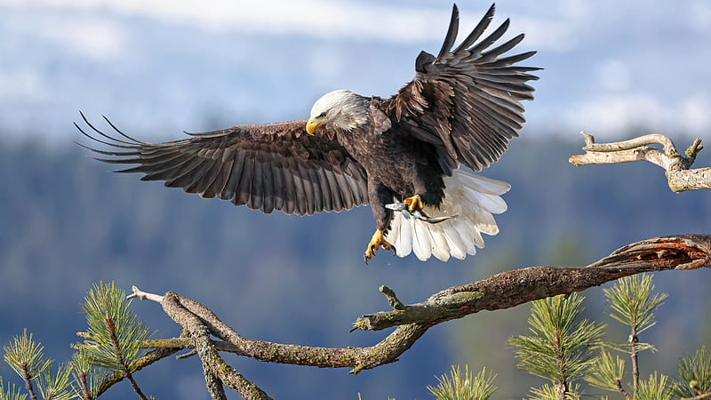 Bald Eagle Bird Of Prey With Open Wings In Blur Blue Sky Background Birds, HD wallpaper