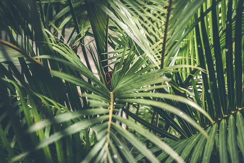 Close-Up of Palm Plant, HD wallpaper