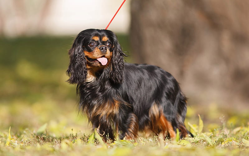 Cavalier King Charles Spaniel, lawn, black dog, pets, dogs, cute animals, toy, Cavalier King Charles Spaniel Dog, HD wallpaper
