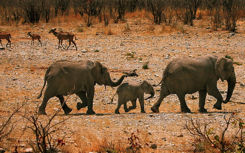 African elephants, desert, elephants, wildlife, wild animals, elephant family, little elephant, HD wallpaper