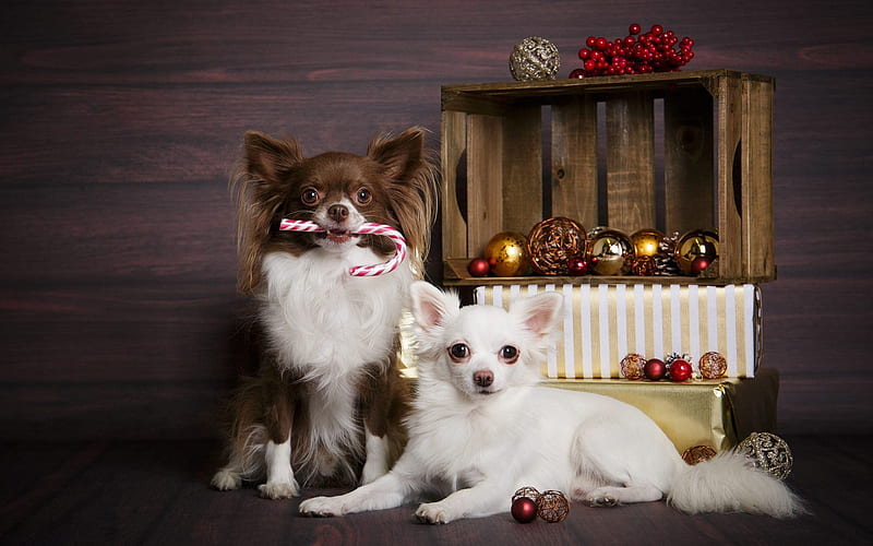 Chihuahua, Christmas, New Year, small dogs, pets, cute animals, dogs, HD wallpaper