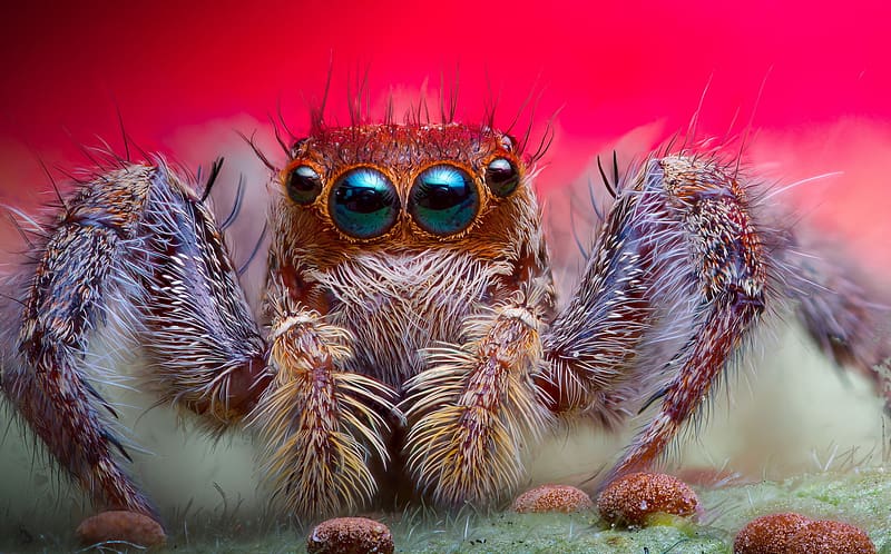 Spiders, Animal, Jumping Spider, HD wallpaper