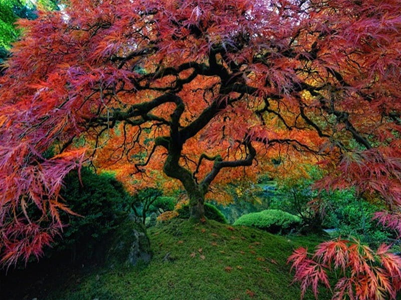 Japanese Maple at The Japanese Gardens - Portland, OR, red, fall, autumn, orange, pacific, rose city, portland, fire, northwest, japanese garden, HD wallpaper