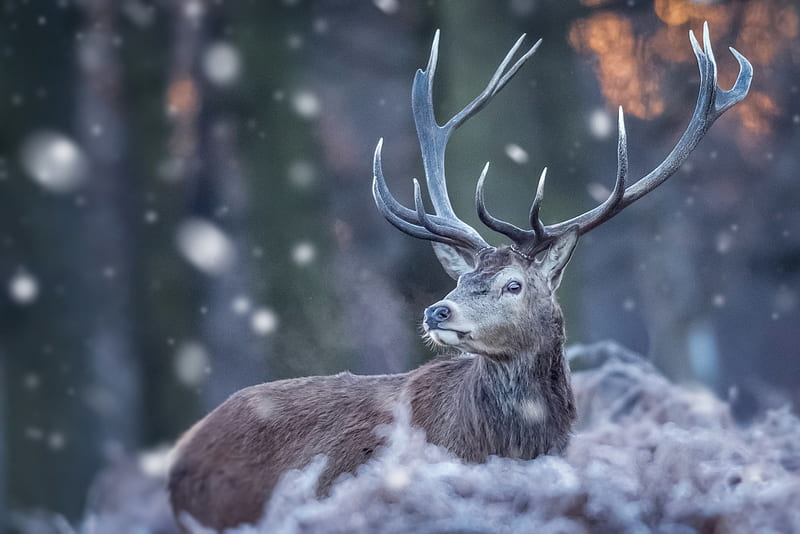 Deer, snow, trees, winter, HD phone wallpaper
