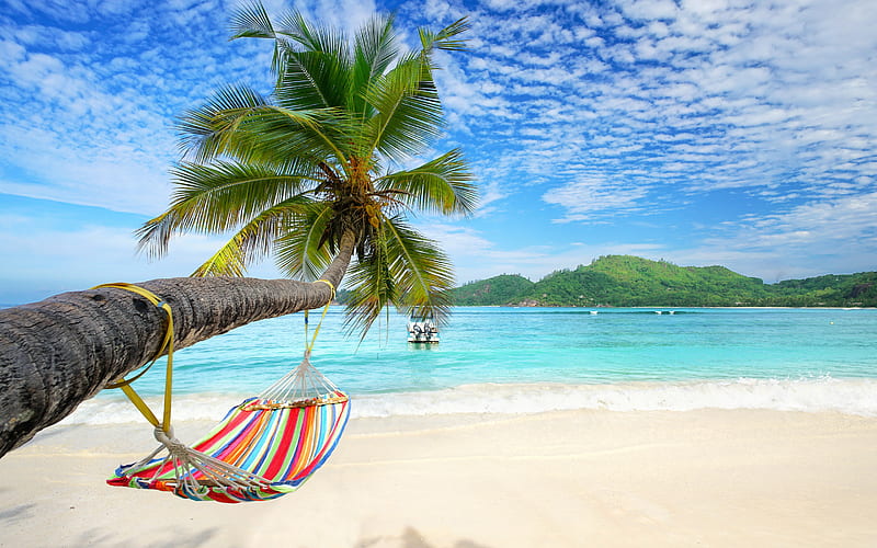 blue lagoon, beach, palm tree over water, hammock on palm tree, tropical island, summer travel, HD wallpaper