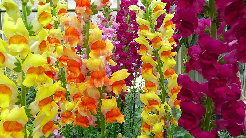 Beautiful Snapdragons, colorful, gardening, perennials, summer, flowers, HD wallpaper