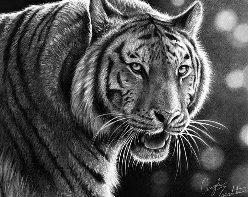 Tiger face front view outline sketch hires stock image  PRB ARTS