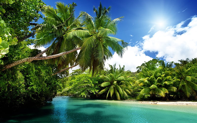 tropical island, beach, palm trees, ocean, exotic, summer vacation, HD wallpaper