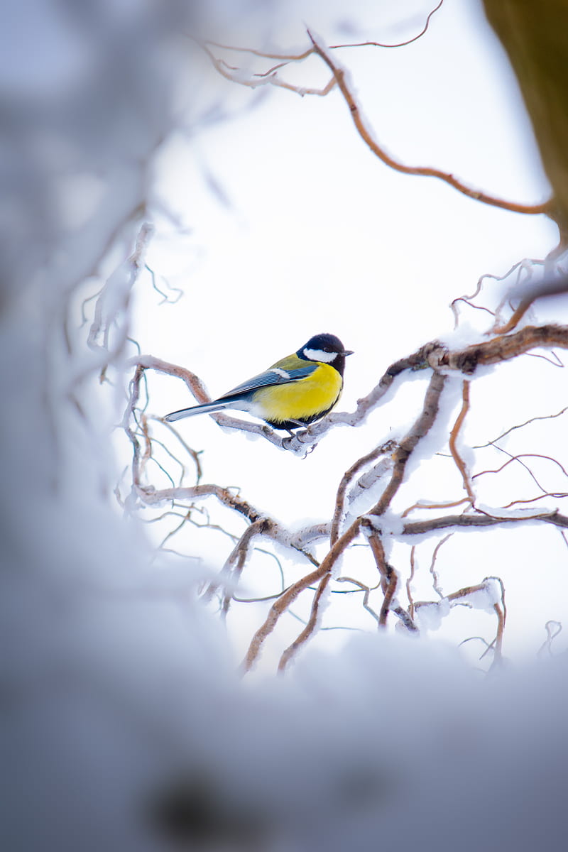 chickadee, branch, snow, bird, yellow, sits, winter, HD phone wallpaper