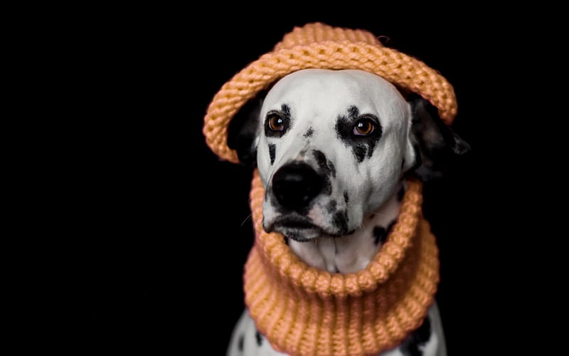 Dalmatian dog, pets, black and white spotted dog, cute animals, france, orange scarf, dogs, HD wallpaper