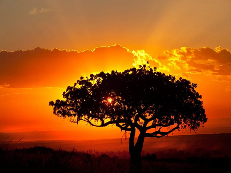 Sunset Silhouette, sunsets, golden, silhouettes, nature, trees, sky, HD ...