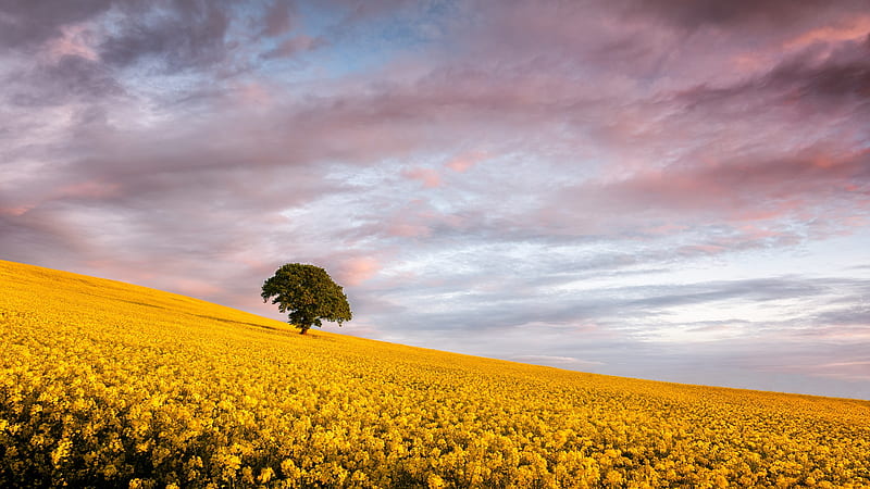 Earth, Rapeseed, Field, Nature, Summer, Tree, Yellow Flower, HD wallpaper