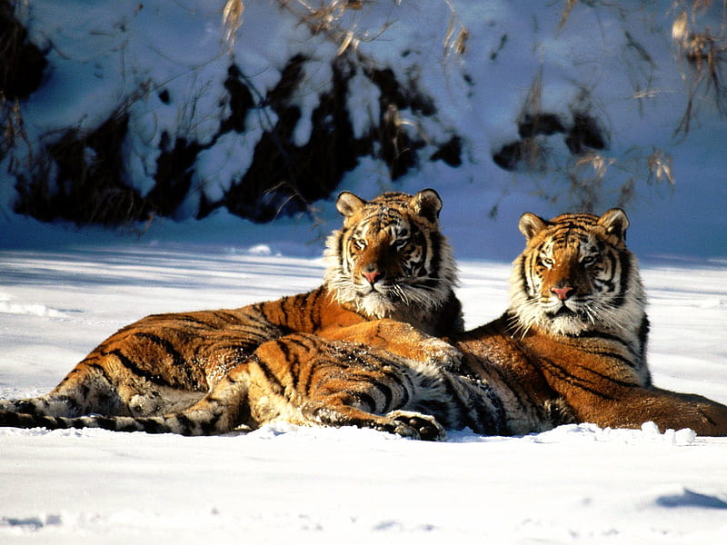 lounging siberian tigers, snow, tiger pair, HD wallpaper
