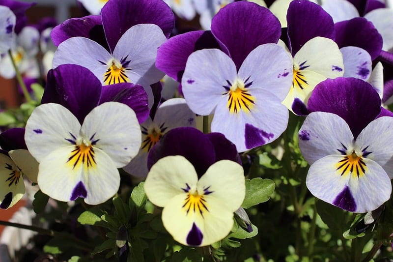 PANSIES!, purple, pansies, flowers, nature, white, HD wallpaper | Peakpx