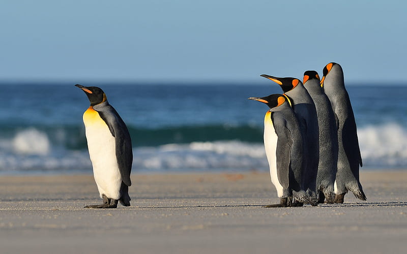 penguins, coast, beach, wildlife, penguin, Antarctica, Antarctic Ocean, HD wallpaper