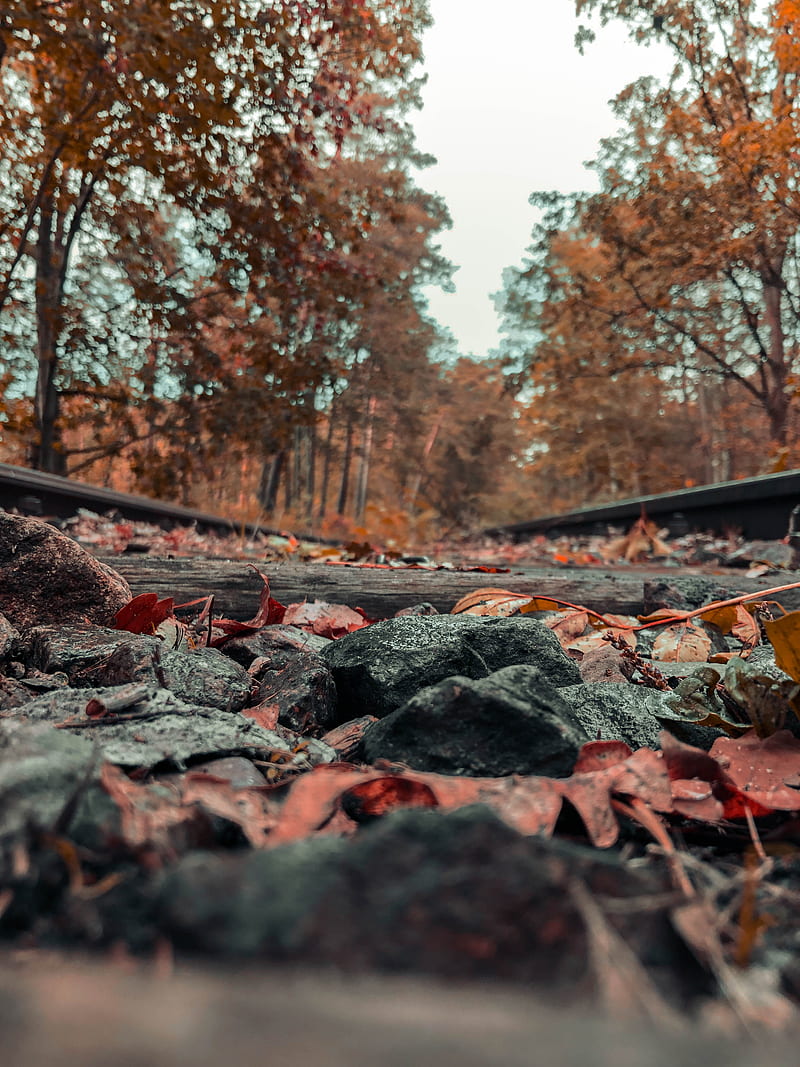 fall, leaves, nature, color correction, rocks, landscape, rail yard, Golden Hour, Germany, HD phone wallpaper