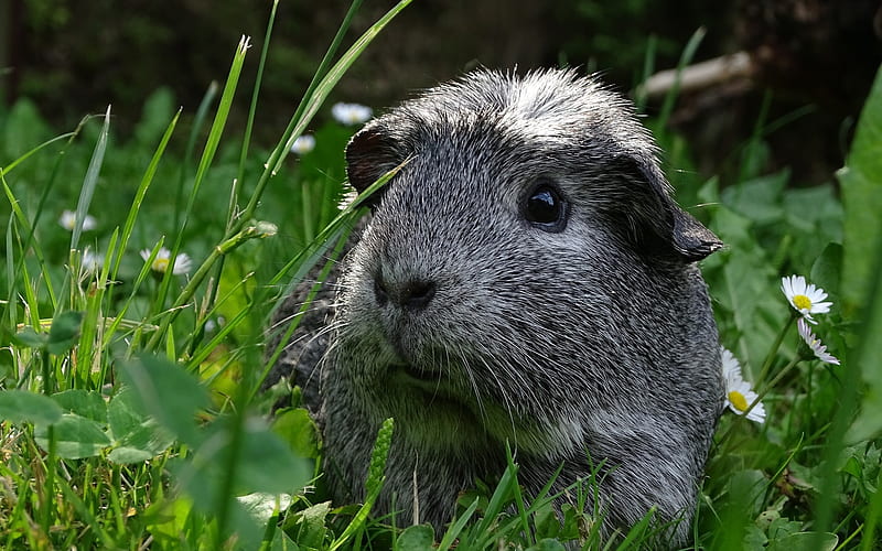 gray guinea pig, cute animals, green grass, pets, guinea pig, HD wallpaper